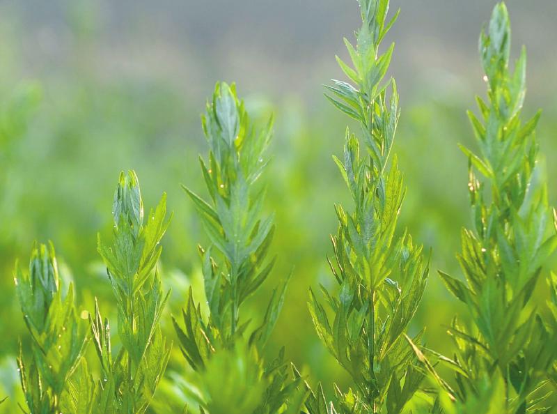 又闻端午艾草香 成都老人：辛苦一年只卖两天(图2)