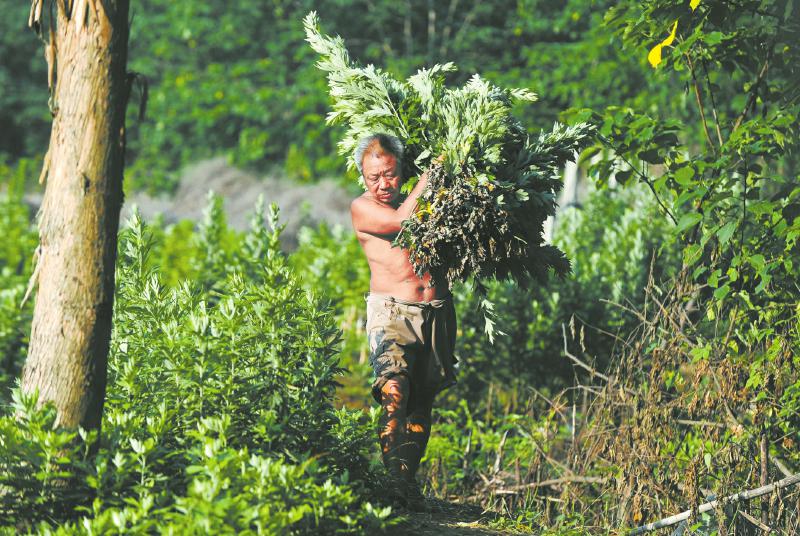 又闻端午艾草香 成都老人：辛苦一年只卖两天(图3)