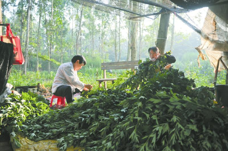 又闻端午艾草香 成都老人：辛苦一年只卖两天(图5)