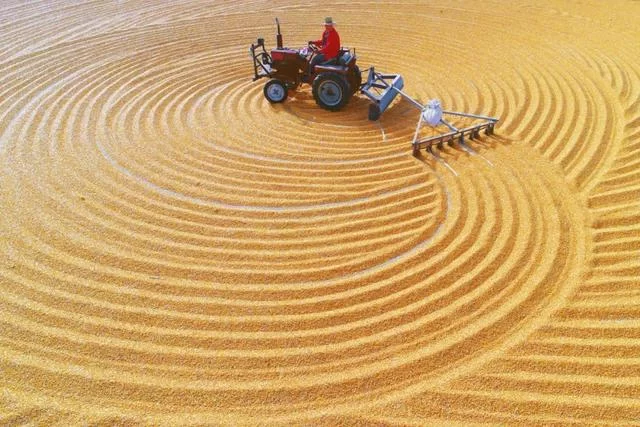 立秋不是秋,今秋尤不同(图8) 立秋不是秋,今秋尤不同(图8)