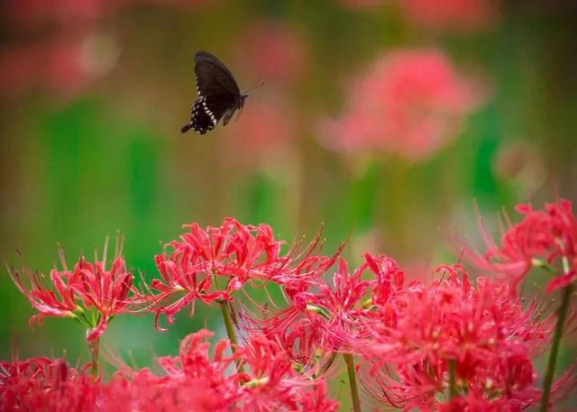 立秋不是秋,今秋尤不同(图3) 立秋不是秋,今秋尤不同(图3)