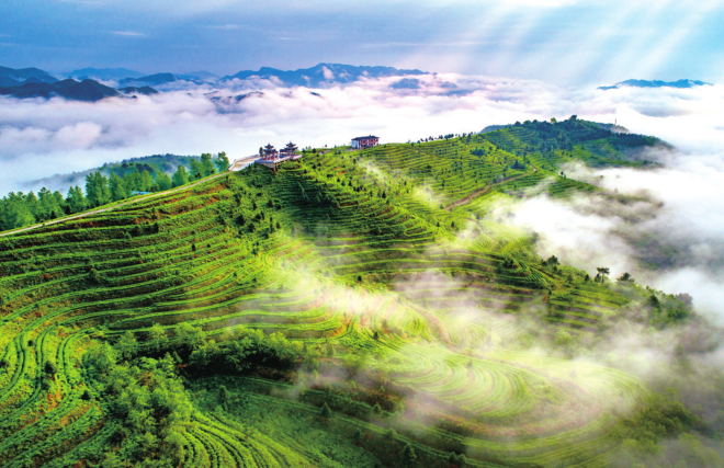 春赏贵州丨烂漫春光里 奔赴一次山间 沉醉茶园深处(图5)