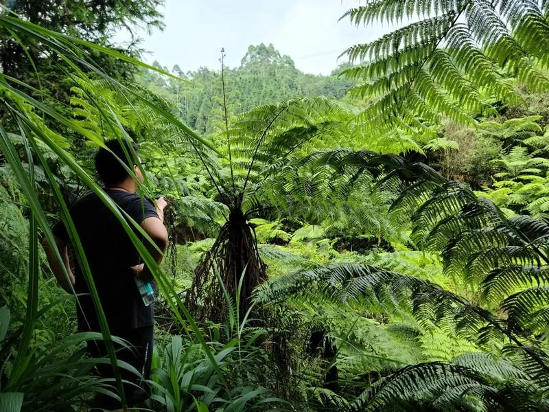 传承文化发展事业,“云中蜀山”领跑区域药茶研发(图3) 传承文化发展事业,“云中蜀山”领跑区域药茶研发(图3)