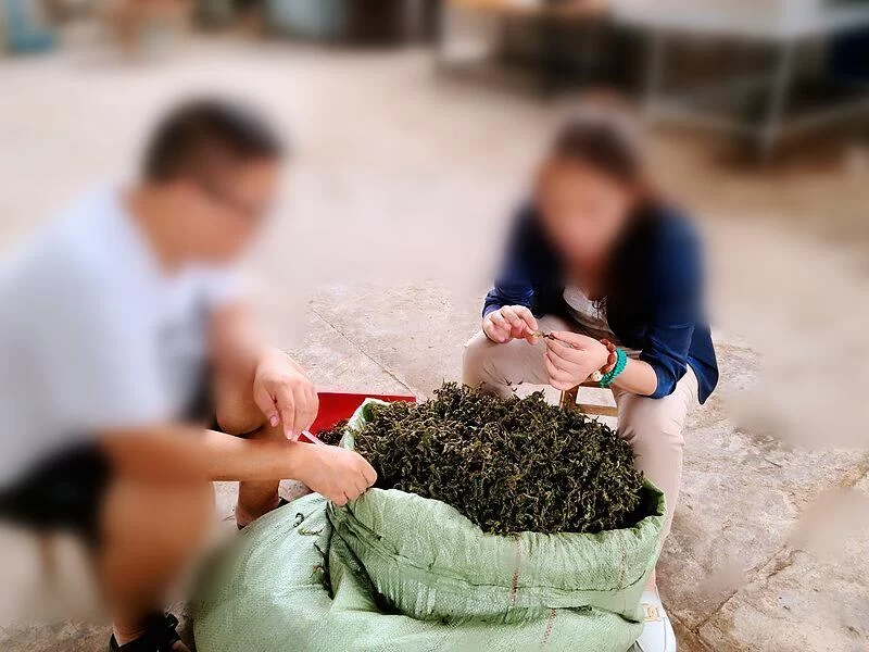 传承文化发展事业,“云中蜀山”领跑区域药茶研发(图2) 传承文化发展事业,“云中蜀山”领跑区域药茶研发(图2)